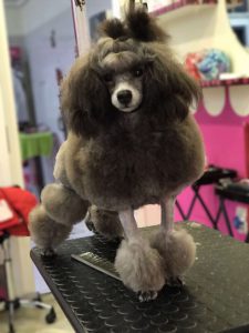 allevamento barboni toy silver