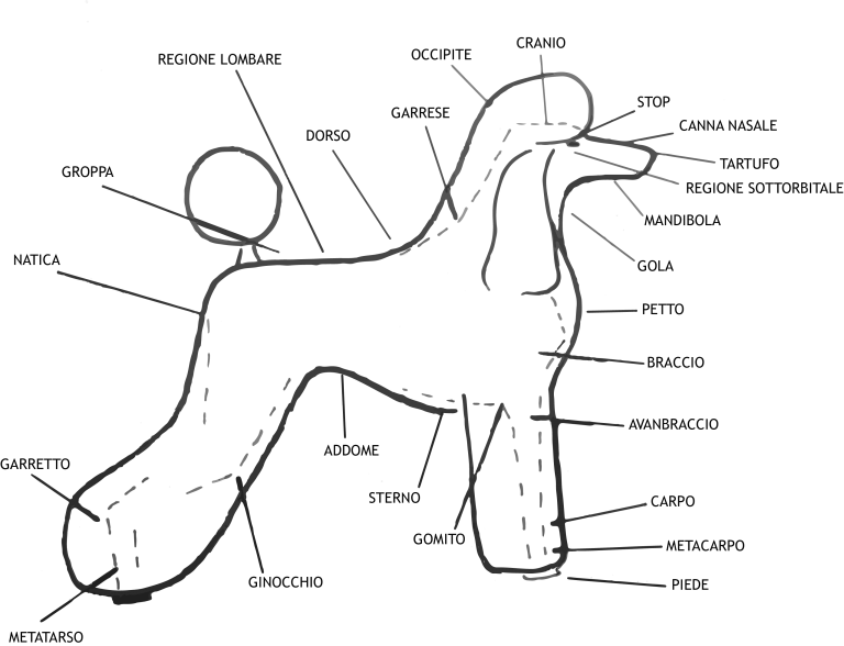 anatomia del barbone toy