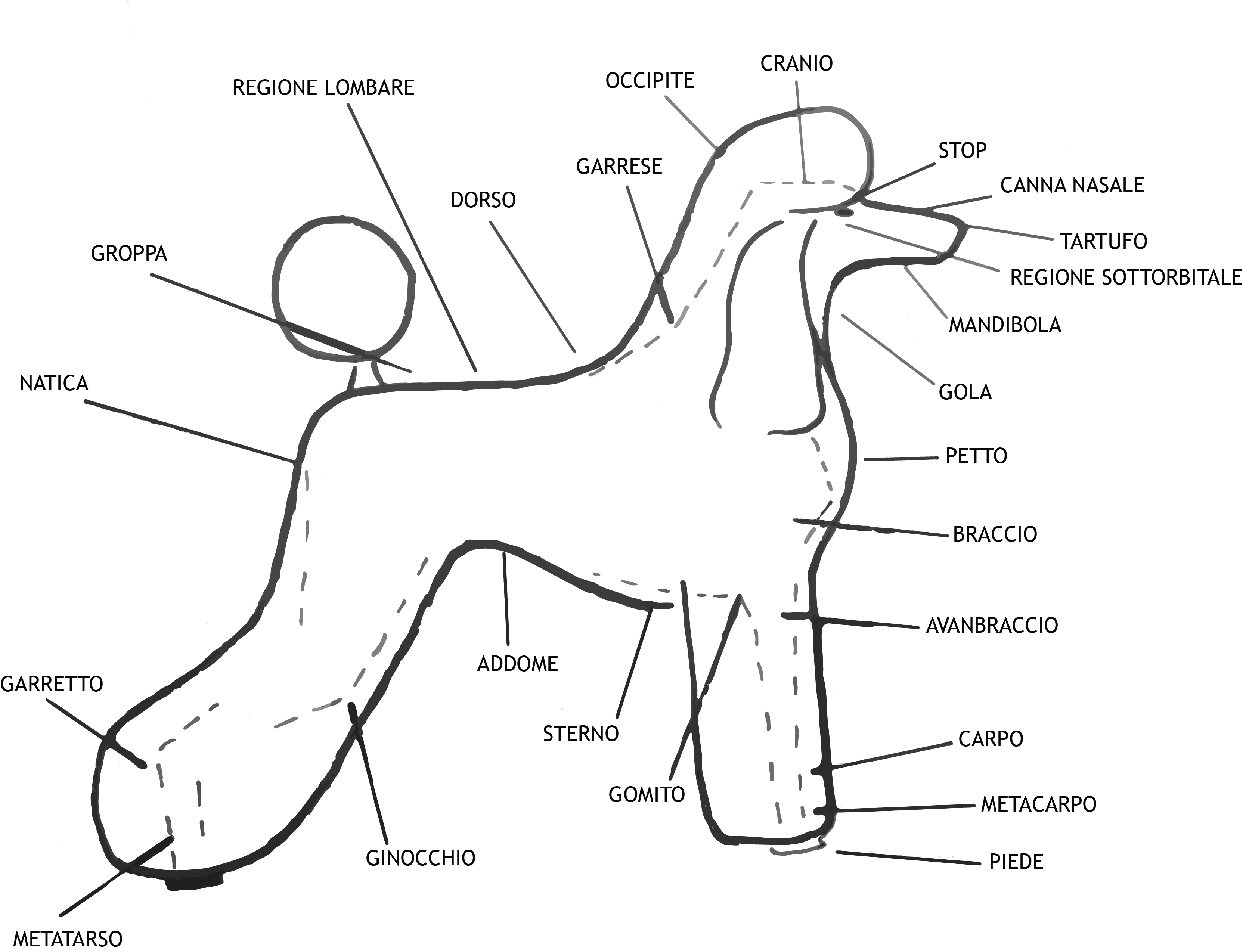 anatomia-barbone-toy allevamento barboncini toy anatomia
