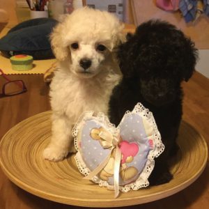 cuccioli barbone toy bianco e nero