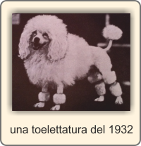 toelettatura barbone toy 1932