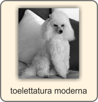 toelettatura moderna barbone toy