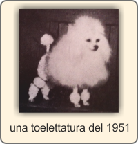 toelettatura barbone toy 1951