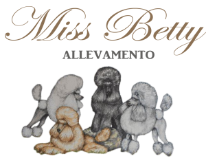 allevamento miss betty barboni toy