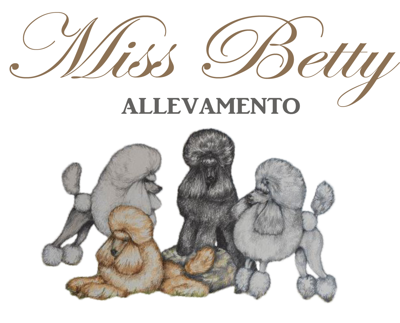 allevamento barboncini toy